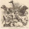 National exhibition of dogs at Birmingham. Warwickshire 1860 old antique print