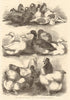 Prize pigeons & poultry at Bingley Hall, Birmingham 1864 old antique print