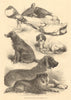 Prize poultry & dogs at the Birmingham show. Warwickshire 1871 old print