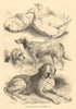 Prize poultry & dogs. Birmingham show. Warwickshire 1871 old antique print