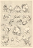 Nature's fitful moments: the dairy show. Poultry pigeons game fowl. Farming 1890