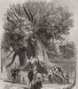 JAPAN. Kaempfer's Camphor-tree, in Kiu-Siu, one of the Japanese islands 1861