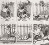 DOGS. Cat teasing Bull dog 1885 old antique vintage print picture