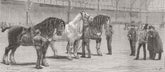 ISLINGTON. Cart-Horse Show Awaiting final verdict 1881 old antique print