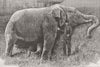 ELEPHANTS. Jumbo dead 1885 old antique vintage print picture