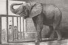 ELEPHANTS. Jumbo, African elephant, zoo 1882 old antique vintage print picture