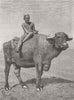 AFRICA. A buffalo and his driver 1882 old antique vintage print picture
