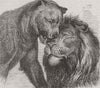 LIONS. The Kiss of Peace 1874 old antique vintage print picture