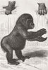 GORILLAS. Specimen, Berlin Aquarium 1876 old antique vintage print picture