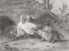 FOXES. Reynard's return from the Farm 1862 old antique vintage print picture