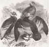 LONDON. The Oval. Condors, zoo 1844 old antique vintage print picture