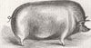 PIGS. Mr Cartwright’s boar 1843 old antique vintage print picture