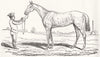 ROYALTY. The Princess, Winner of The Oaks 1844 old antique print picture