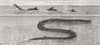 TEXAS. sea Serpent seen off Galveston 1872 old antique vintage print picture