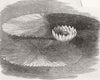 FLOWERS. Victoria Regia, King's Rd Nursery, Chelsea 1851 old antique print