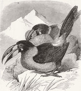 GREY-BREASTED HILL-TOUCAN. Andigena Hypo-Glaucus 1855 old antique print