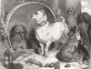 DOGS. Alexander and Diogenes 1848 old antique vintage print picture