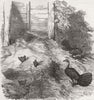 TURKEY. Nest of brush, Regent's Park 1854 old antique vintage print picture