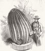 PLANTS. Monster cactus(Echinocactus Stainesii) 1845 old antique print picture