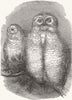 LONDON. Snowy owls, zoo 1844 old antique vintage print picture