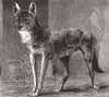 ESSEX. Prairie wolf, caught in Epping Forest zoo 1884 old antique print