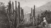 LANDSCAPES. Cacti in bloom 1880 old antique vintage print picture