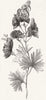 ACONITE. (Aconitum Napellus)Monkshood, Wolfsbane 1856 old antique print