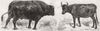 COWS. Polled Angus bull(Scotland)Kerry cow(Ireland) 1856 old antique print
