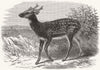 LONDON. Prince Alfred's stag, from Singapore, zoo 1870 old antique print