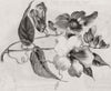 INDIA. New stove climber from(Thunbergia Harrish) 1858 old antique print