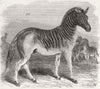 EXTINCT ANIMALS. The Quagga (Asinus Quagga) 1859 old antique print picture