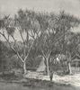 MADAGASCAR. Vacoa, or-pine of 1880 old antique vintage print picture