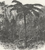 MADAGASCAR. Tree-Fern-Madagascar 1880 old antique vintage print picture