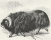 OXEN. Ovibos Moschatus 1880 old antique vintage print picture