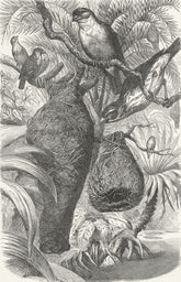 INDIA. Naturalist, NW Provinces. Weaver birds & nests 1880 old antique print