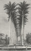 BRAZIL. Rio de Janeiro. Ave of Palms, Botanical Gdns 1880 old antique print