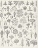 PLANTS. Botanical Terminology IV c1849 old antique vintage print picture