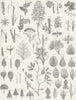PLANTS. Botanical Terminology III c1849 old antique vintage print picture