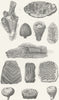 PLANTS. Organic remains 1849 old antique vintage print picture