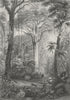 BRAZIL. Forest. Rhind Flora Fauna Man shooting 1872 old antique print picture