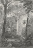 BRAZIL. ian Forest. Rhind Flora Fauna Man shooting 1868 old antique print