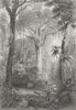 BRAZIL. ian Forest. Rhind Flora Fauna Man shooting 1865 old antique print