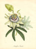 PLANTAE UTILIORES. Blue Passion Flower (Passiflora caerulea). BURNETT 1842