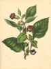 PLANTAE UTILIORES. Deadly Nightshade (Atropa Belladonna)Hand colour.BURNETT 1842