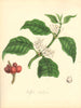 PLANTAE UTILIORES. Arabian Coffee Tree (Coffea Arabica) Hand colour.BURNETT 1842