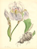 PLANTAE UTILIORES. Florentine Iris (lris Florentina) Hand colour. BURNETT 1842