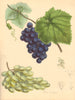 PLANTAE UTILIORES. Grape Vine (Vitis Vinifera) Hand colour. BURNETT 1842 print