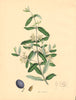 PLANTAE UTILIORES. European Olive (Olea Europœa) Hand colour. BURNETT 1842