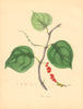 PLANTAE UTILIORES. Black Pepper (Piper nigrum) Hand colour. BURNETT 1842 print