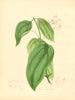 PLANTAE UTILIORES. The Cinnamon Tree (Laurus Cinnamomum)Hand colour.BURNETT 1842